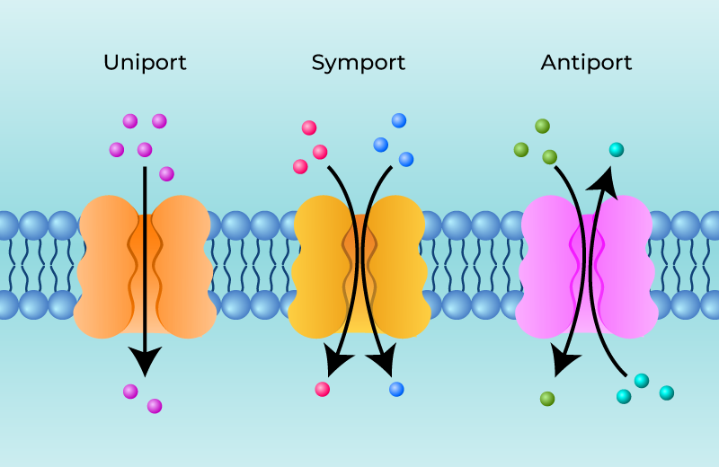Passive and Antiport Transport