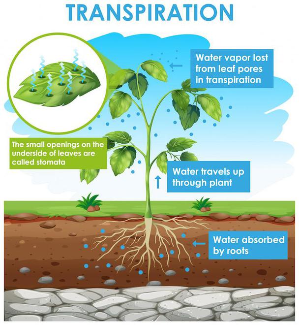 Transpiration
