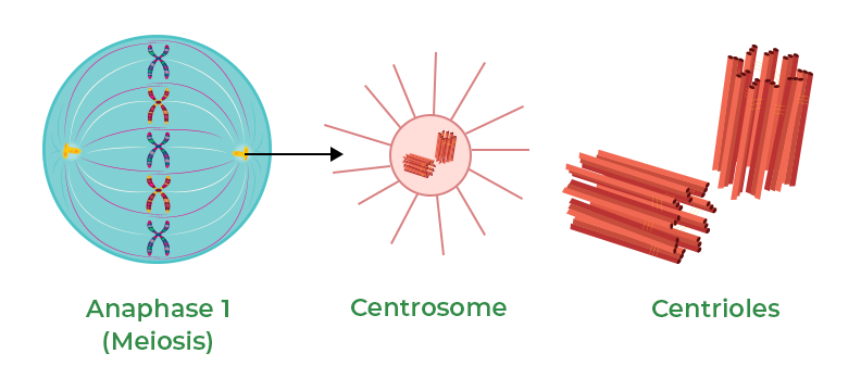 Centrosome