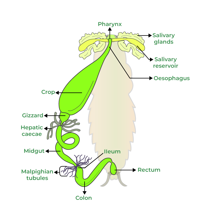 Anatomy of Cockroach
