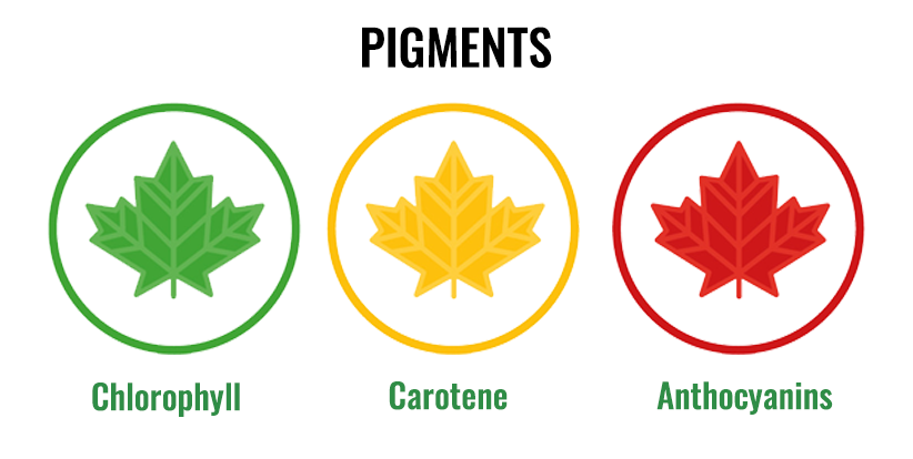 Photosynthesis Pigments