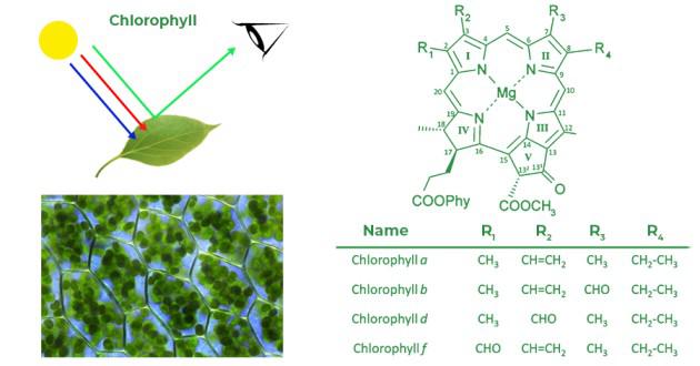 Chlorophyll