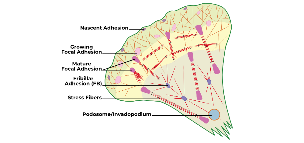 Cell-Matrix Interaction