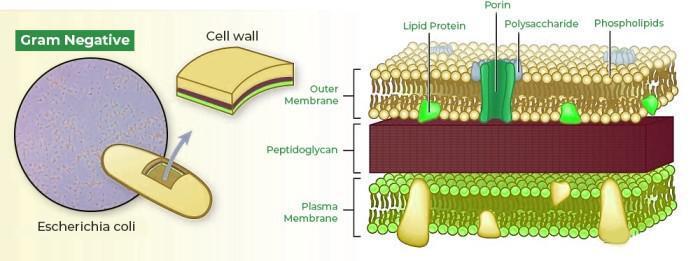 Gram-Negative Bacteria