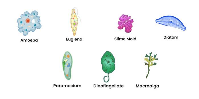 Protista examples
