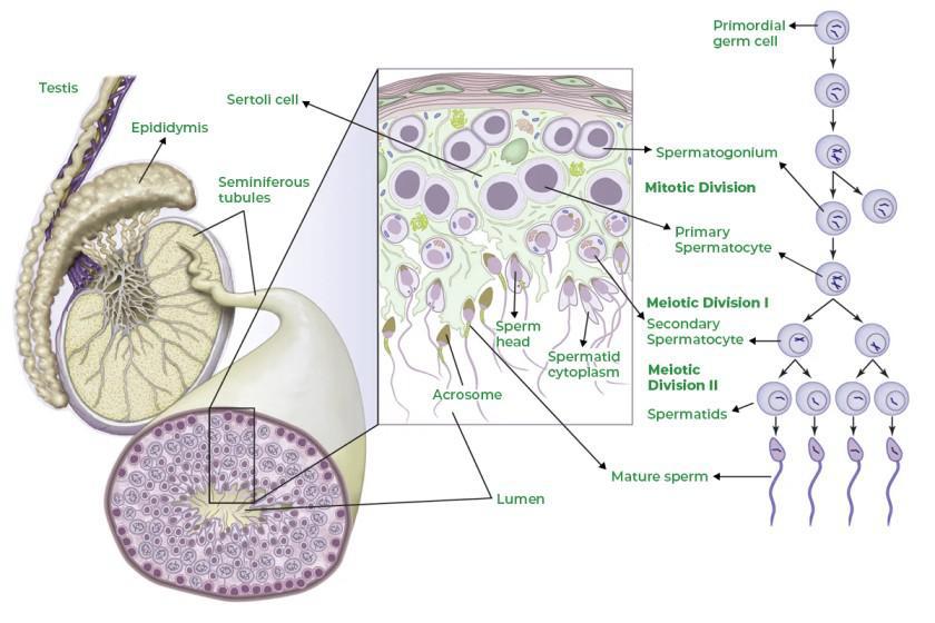 Spermatogenesis