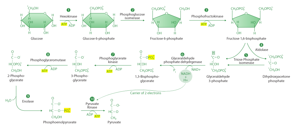 Glycolysis Pathway