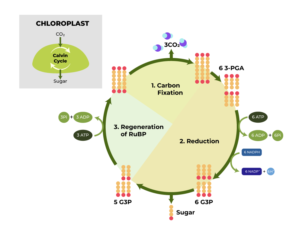 Krebs Cycle