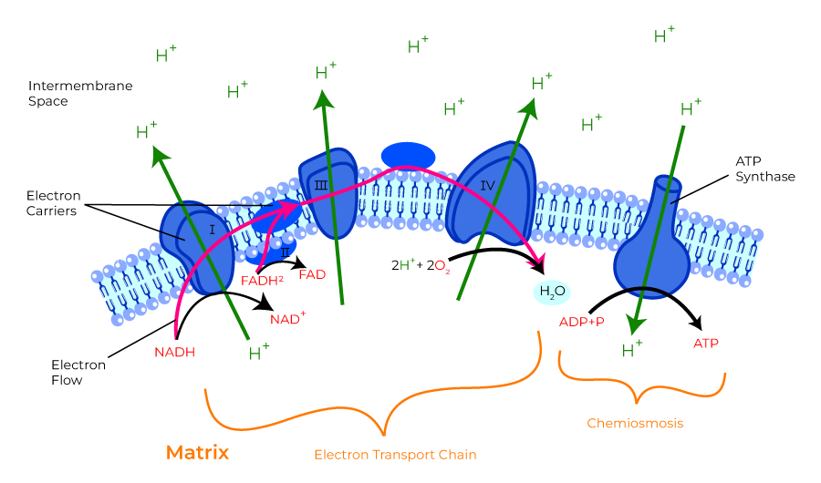 Electron Transport Chain