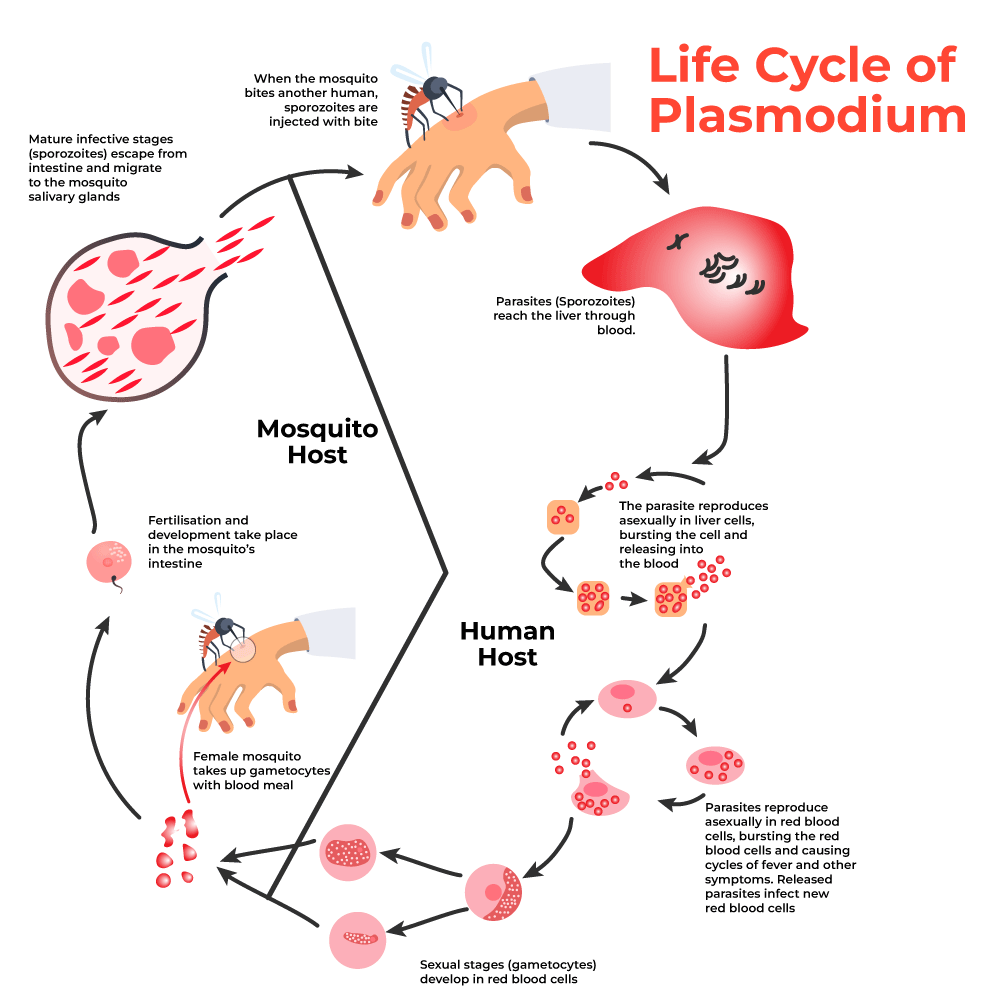 Life Cycle of Plasmodium