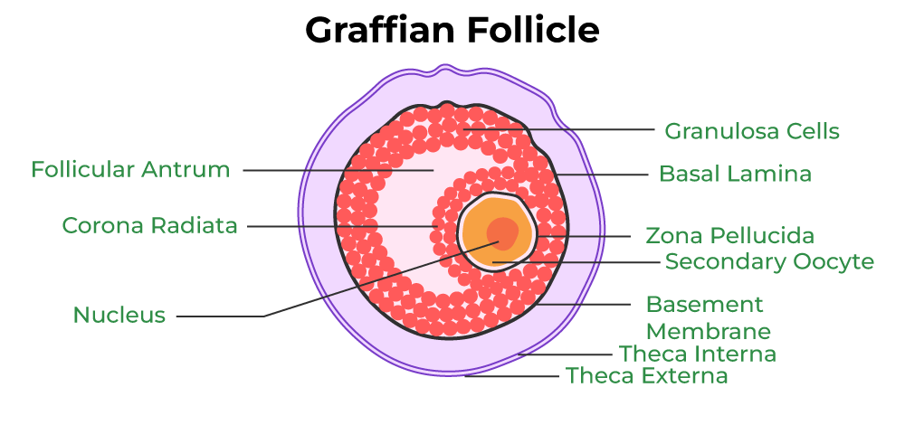 Graafian Follicle