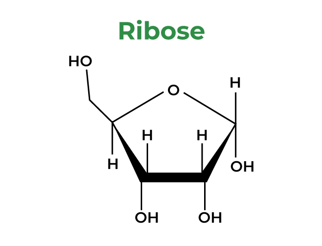 Ribose