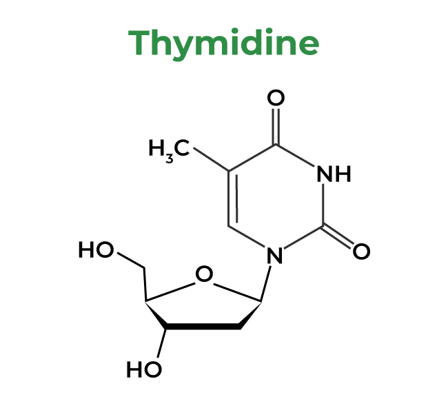 Thymidine