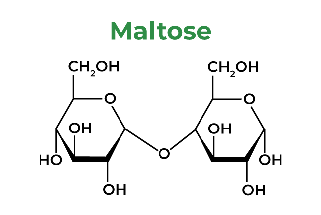 MAltose