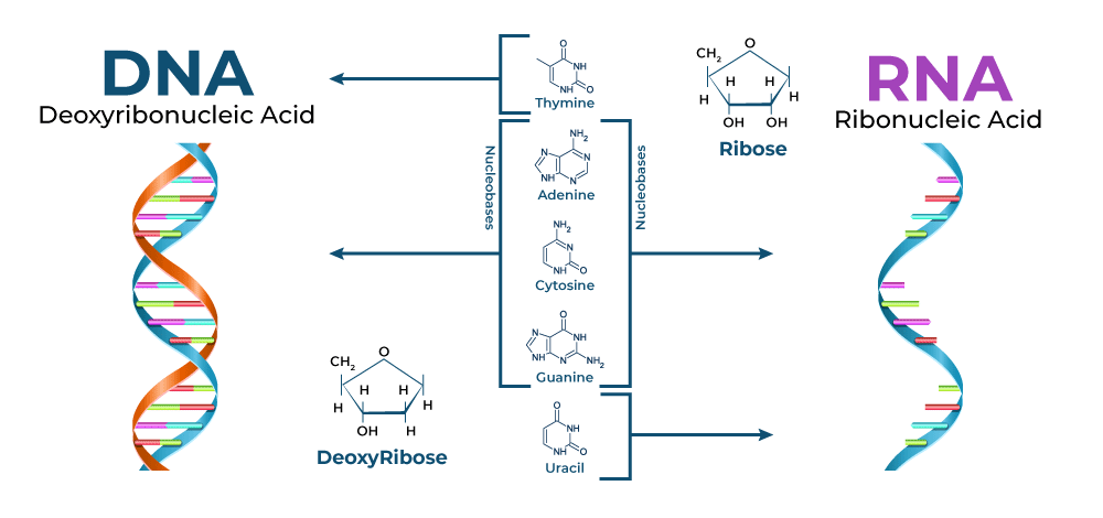DNA and RNA