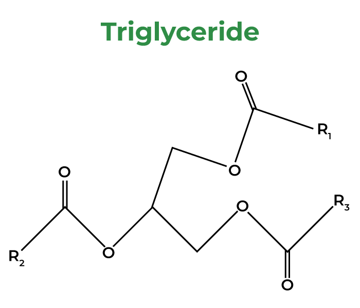 Triglyceride