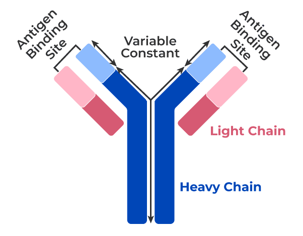 Antibody