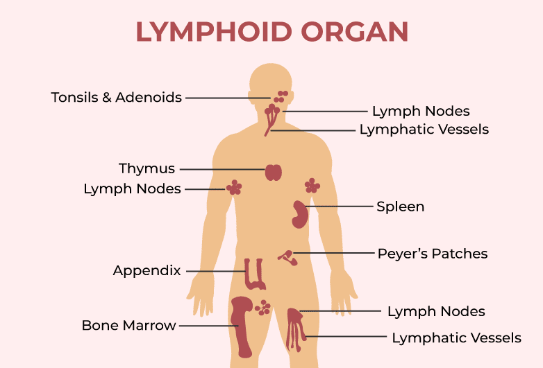 Lymphoid Organ