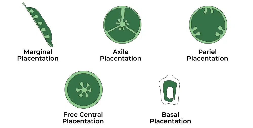 Placentation