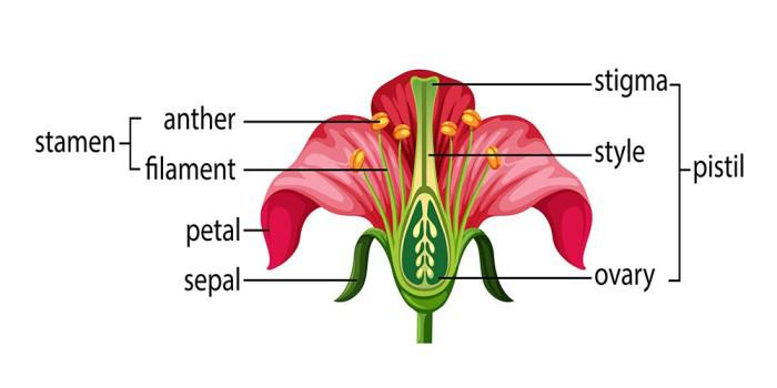 Structure of Flower