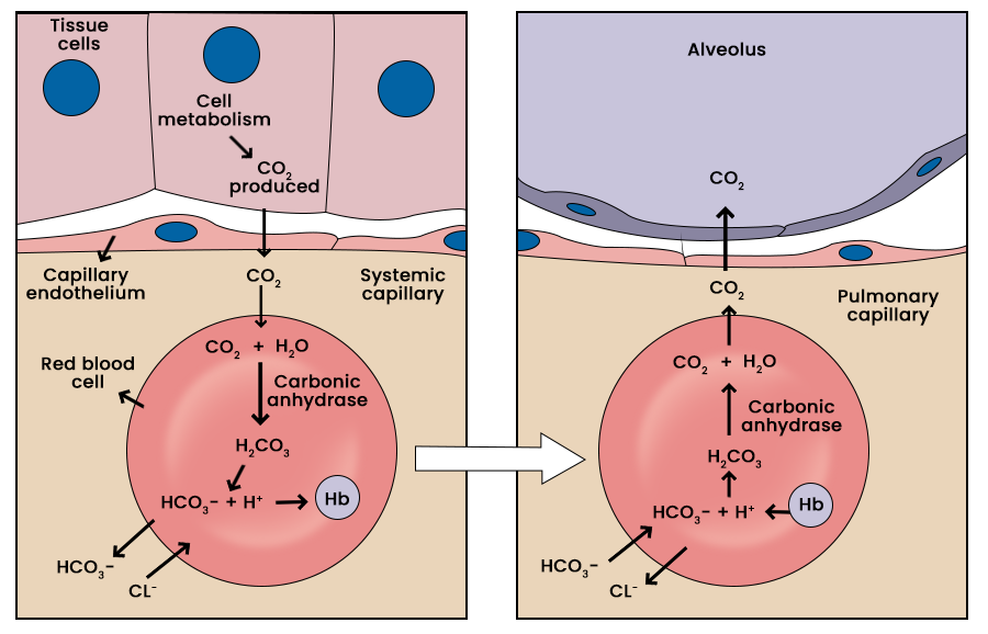 Transport of Carbon Dioxide