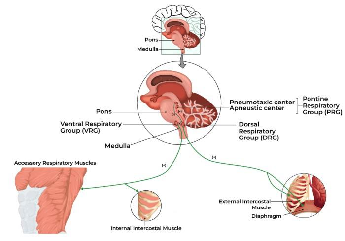 Regulation of Respiration
