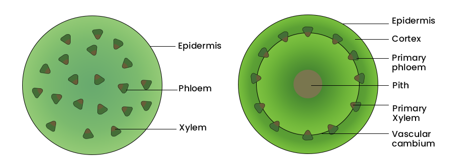 Monocot and Dicot stem
