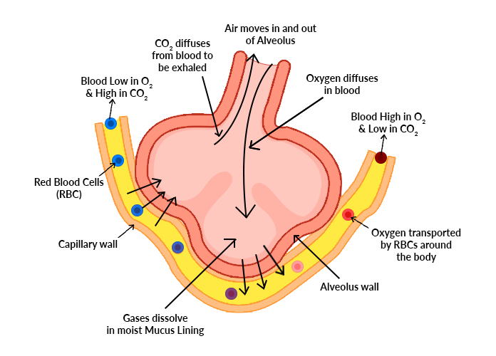 Alveolar Gas exchange