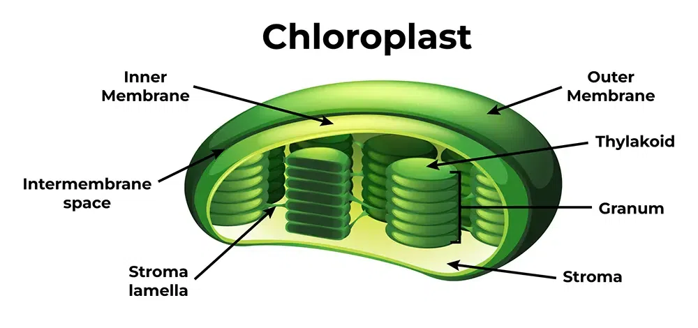 Chloroplast