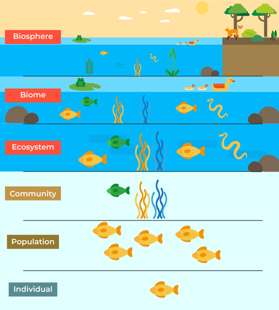 Hierarchy-of-Ecology.png