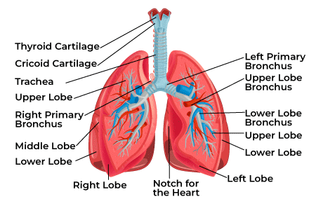 Human-Lung-Diagram