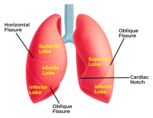 Lobes-of-Lungs