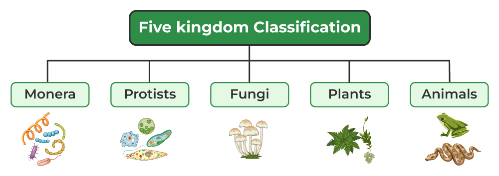 Five-Kingdom-Classification-(1)