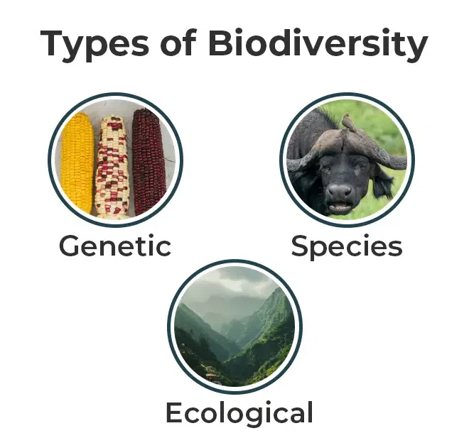 Types-of-Biodiversity