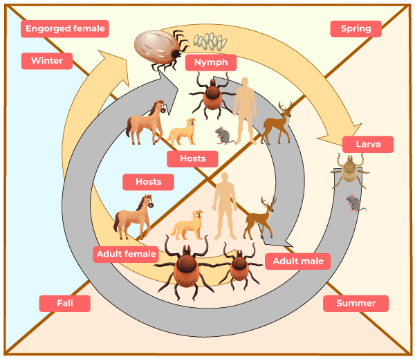 Parasitism