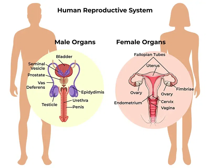 Human-Reproductive-System-Diagram