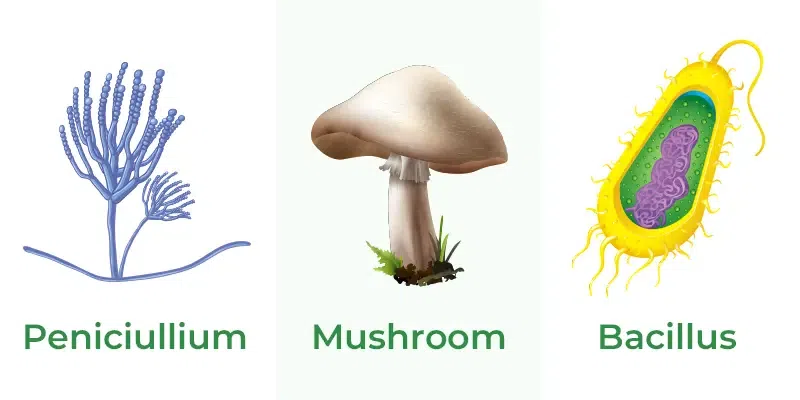 Saprophytes