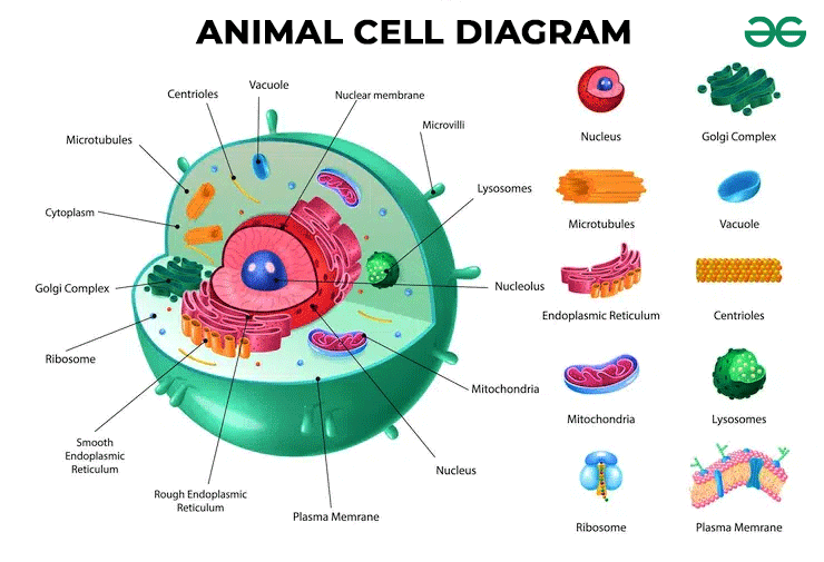 Animal-cell