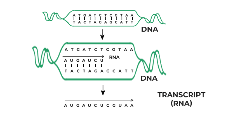 Transcription