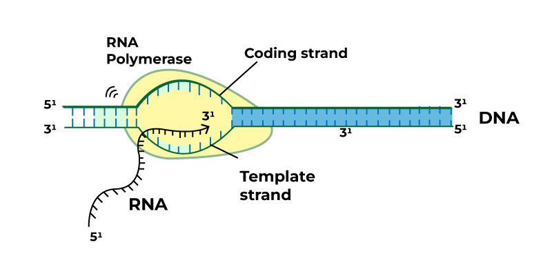 Elongation