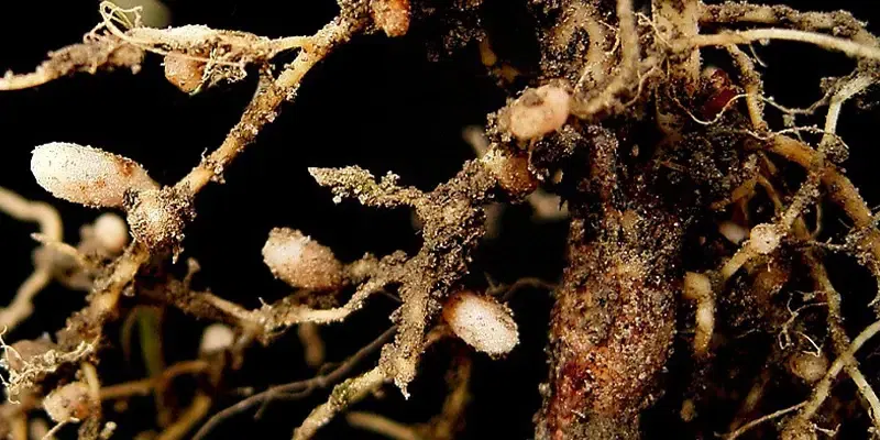 Rhizobium