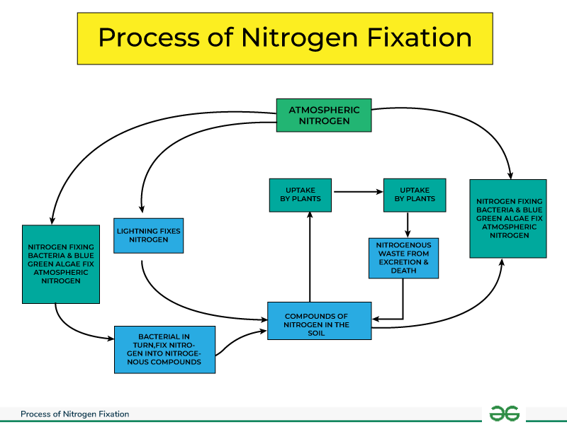Process-of-Nitrogen-Fixation