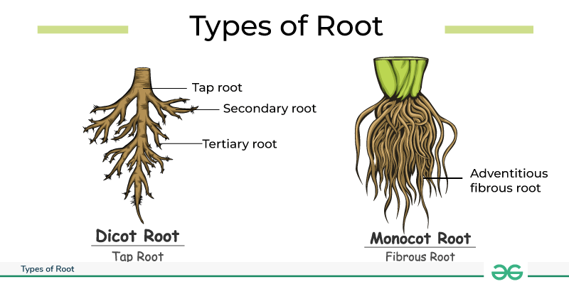 Types-of-Root