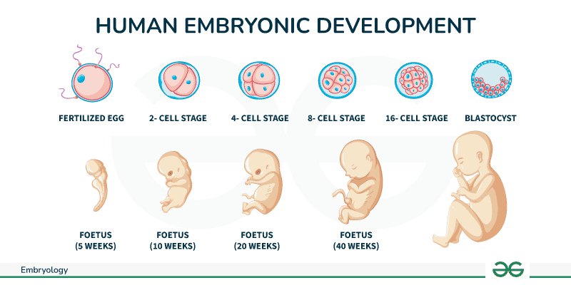 Embryology