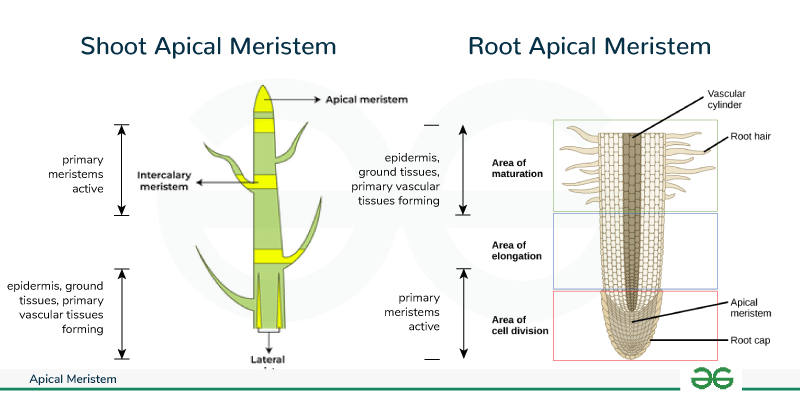 Types-of-Apical-Meristem