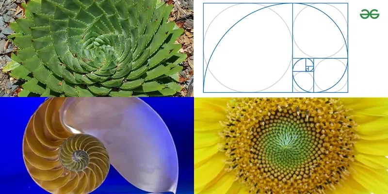 Examples of Golden Ratio in Nature