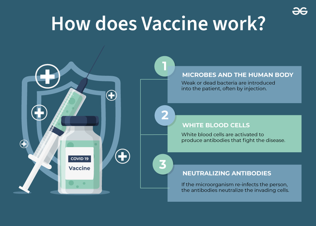 How-does-Vaccine-work