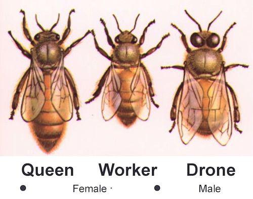 Bee