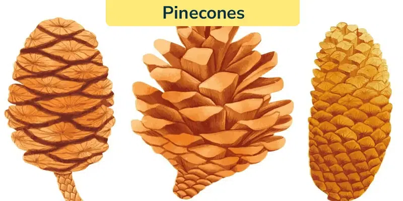 Pinecones