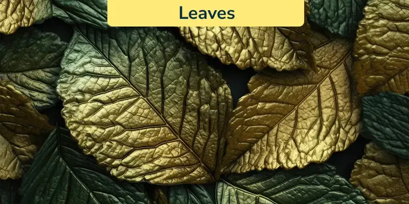 Leaves